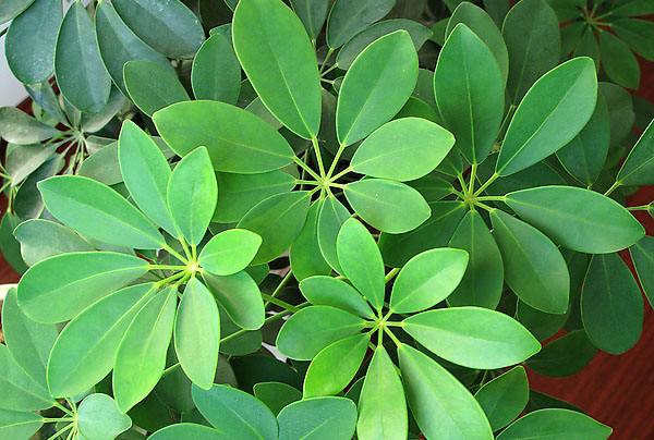 Ѽ��ľ��ô��ˮ �����Ѽ��ľ��ˮ��������ȷ�ķ�ʽŶ