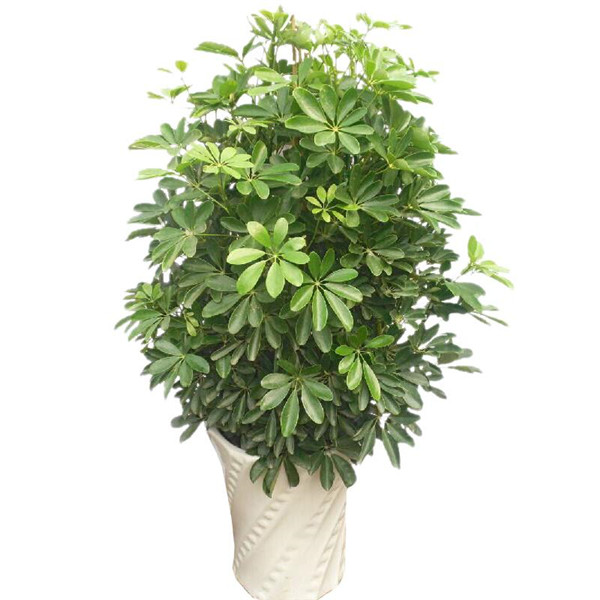 Ѽ��ľӦ����ô�ڷ� ������ֳѼ��ľ��ʲô��ˮ����