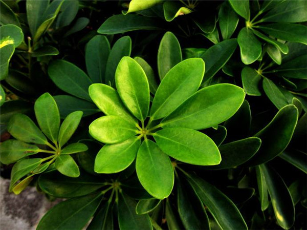 Ѽ��ľӦ����ô�ڷ� ������ֳѼ��ľ��ʲô��ˮ����