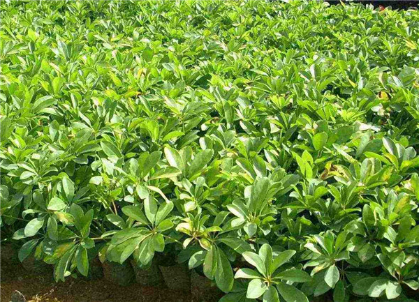 Ѽ��ľӦ����ô�ڷ� ������ֳѼ��ľ��ʲô��ˮ����