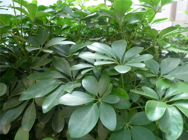 Ѽ��ľӦ����ô�ڷ� ������ֳѼ��ľ��ʲô��ˮ����