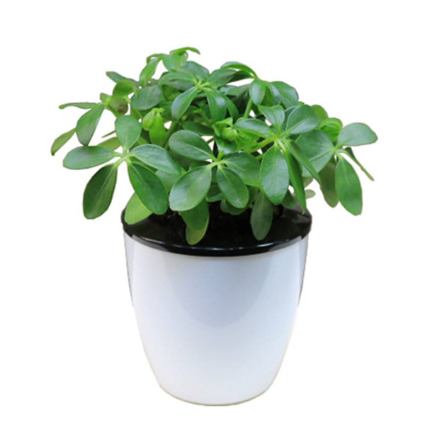 Ѽ��ľӦ����ô�ڷ� ������ֳѼ��ľ��ʲô��ˮ����