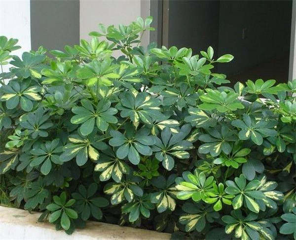 Ѽ��ľ������ô�� Ѽ��ľ������������С���ɽ���