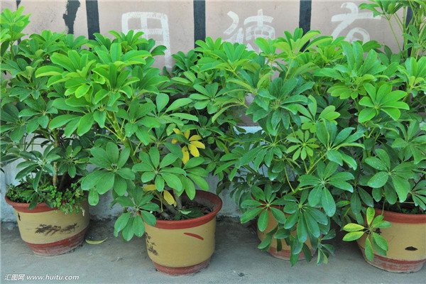 Ѽ��ľ������ô�� Ѽ��ľ������������С���ɽ���