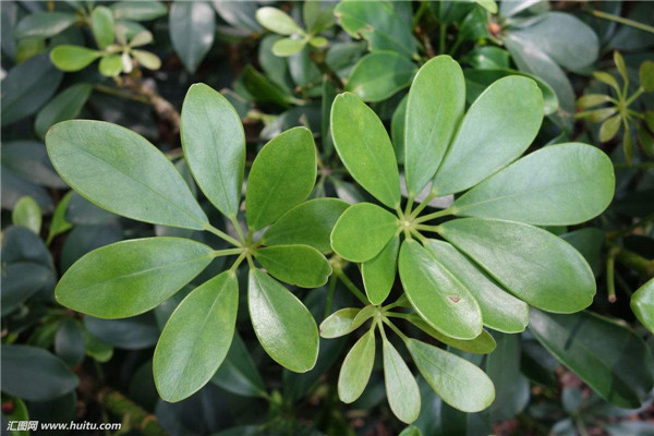 Ѽ��ľ������ô�� Ѽ��ľ������������С���ɽ���