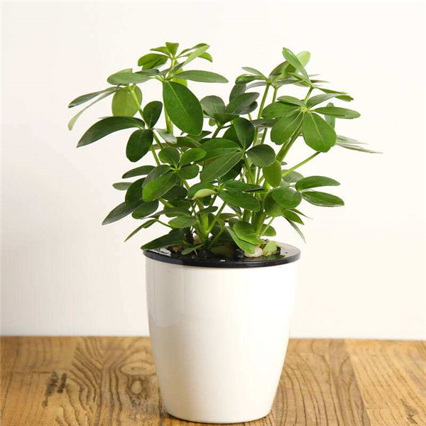 Ѽ��ľ������ô�� Ѽ��ľ������������С���ɽ���