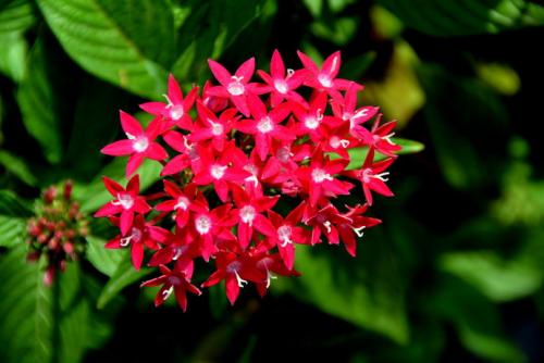 仙丹花施什么肥养得好 这么给仙丹花施肥最简单