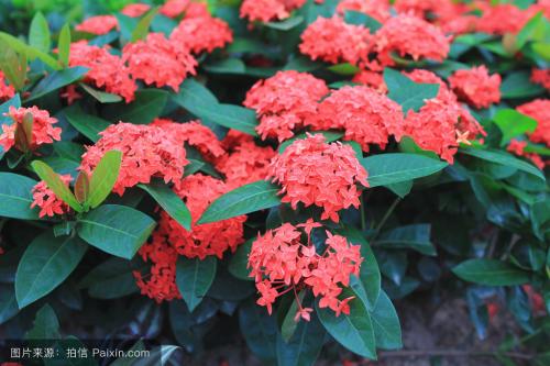 仙丹花施什么肥养得好 这么给仙丹花施肥最简单