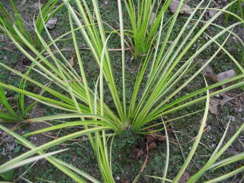 石菖蒲的养殖方法及注意事项有哪些 这么养石菖蒲长得一定好