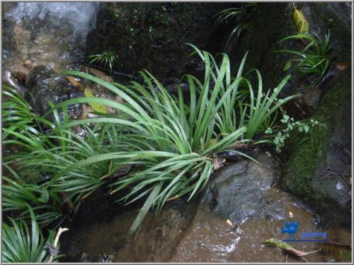 石菖蒲的养殖方法及注意事项有哪些 这么养石菖蒲长得一定好