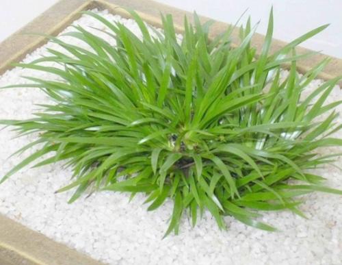 石菖蒲的养殖方法及注意事项有哪些 这么养石菖蒲长得一定好