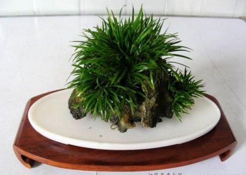 石菖蒲的功效和作用有哪些 其实石菖蒲有很多好处的哦