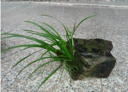 石菖蒲的功效和作用有哪些 其实石菖蒲有很多好处的哦