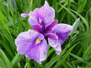 菖蒲有毒吗 菖蒲其实是还有毒的哦