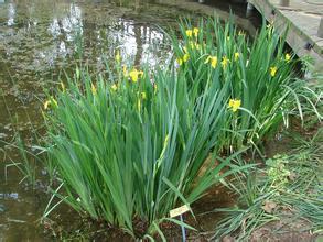 菖蒲有毒吗 菖蒲其实是还有毒的哦