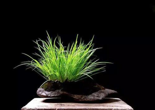 菖蒲有毒吗 菖蒲其实是还有毒的哦