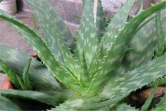 ľ��«��Ƥ�ж��� ľ��«������Щ��Ч�������㶼�˽���