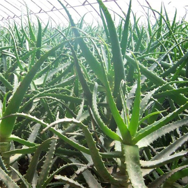 木立芦荟皮有毒吗 木立芦荟的这些功效与作用你都了解了