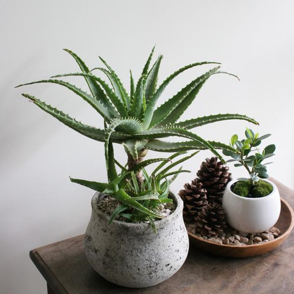 木立芦荟皮有毒吗 木立芦荟的这些功效与作用你都了解了