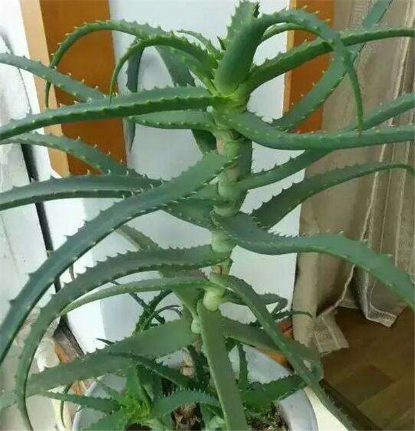 ľ��«����ô���� ľ��«�����ݻ����ķ���С���ɶ�������Ŷ