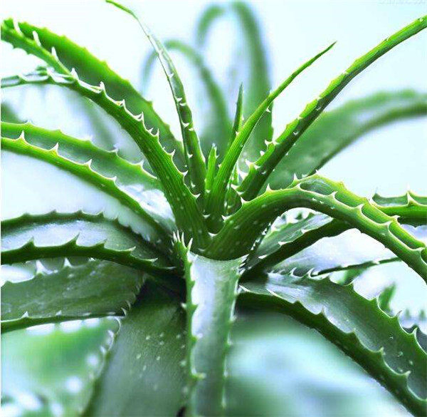 ľ��«����ô���� ľ��«�����ݻ����ķ���С���ɶ�������Ŷ