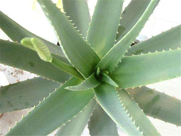 ľ��«����ô���� ľ��«�����ݻ����ķ���С���ɶ�������Ŷ