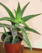 木立芦荟怎么养 木立芦荟的这七大养护技巧你不得不知道