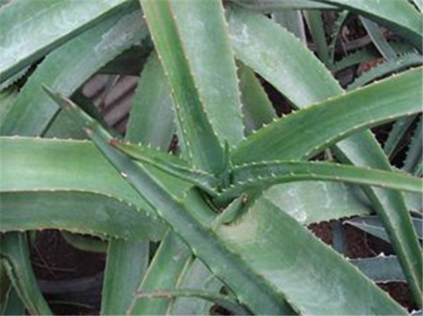 ��������ľ��«������ ѧ�������������ǾͲ���ɵɵ�ֲ�����