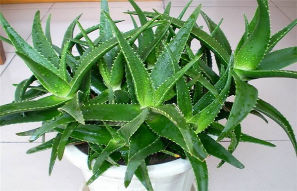 ��������ľ��«������ ѧ�������������ǾͲ���ɵɵ�ֲ�����