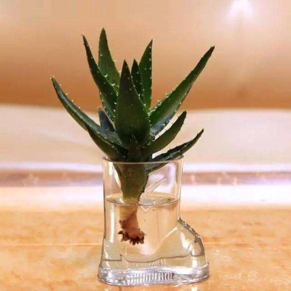 ��������ľ��«������ ѧ�������������ǾͲ���ɵɵ�ֲ�����