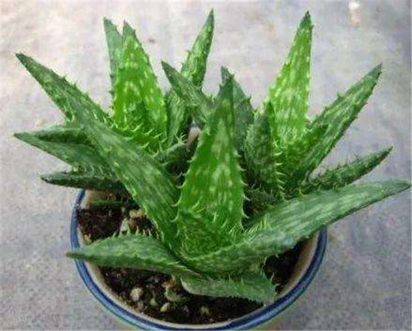 ��������ľ��«������ ѧ�������������ǾͲ���ɵɵ�ֲ�����