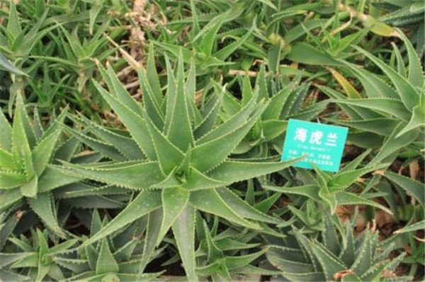 ��������ľ��«������ ѧ�������������ǾͲ���ɵɵ�ֲ�����