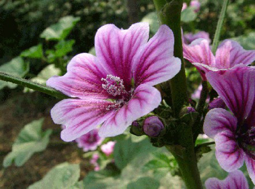 �������ô��ֳ ���������ķ�ֳ������Ҫ���⼸��