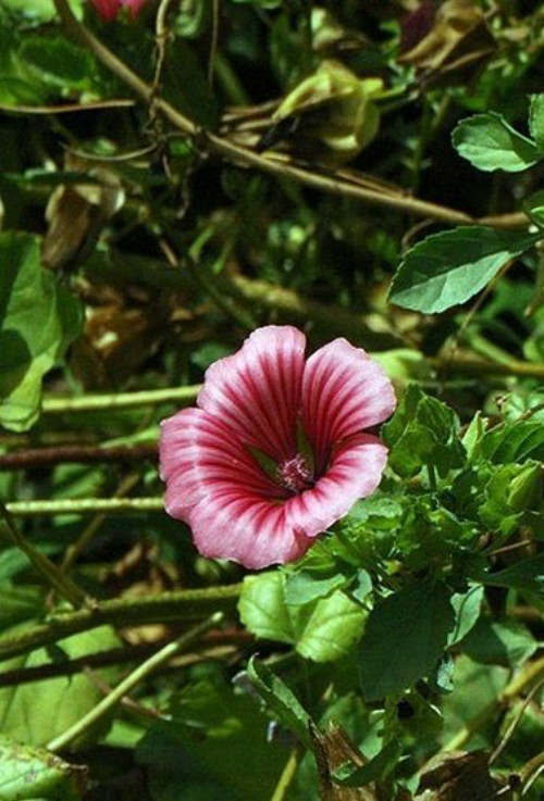 �������ô��ֳ ���������ķ�ֳ������Ҫ���⼸��