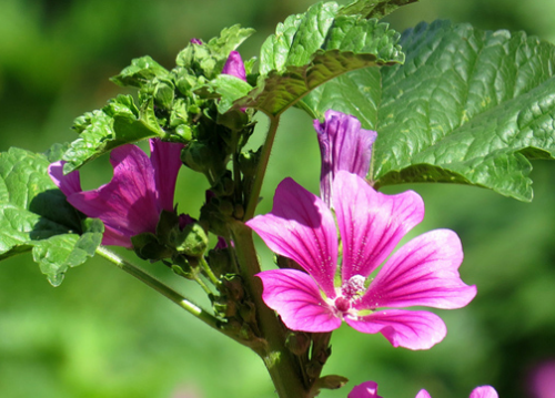 �������ô��ֳ ���������ķ�ֳ������Ҫ���⼸��