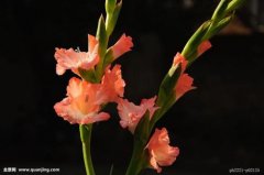 唐菖蒲的作用有哪些 唐菖蒲的这些好处真的不错哦