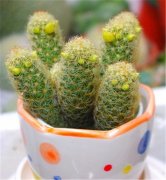 多肉金手指怎么养才漂亮 漂亮的金手指养护养护秘诀在这里