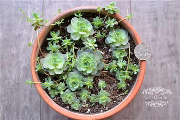 �ӳ������ļ���ô�� �ӳ������ļ�����������ע������