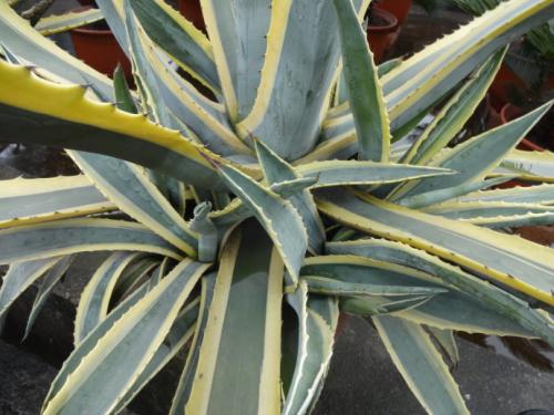 金边龙舌兰什么时候开花 金边龙舌兰花期这么养护是最好的