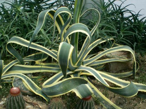 ����������ĳ������溦����Щ ��ô���η����㲻�ò�֪��