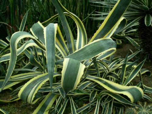 金边龙舌兰的养殖方法和注意事项有哪些 这么养金边龙舌兰长得好