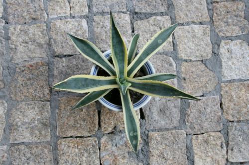 金边龙舌兰的养殖方法和注意事项有哪些 这么养金边龙舌兰长得好