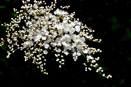 珍珠梅养几年开花?珍珠梅不开花可能是这些原因导致的