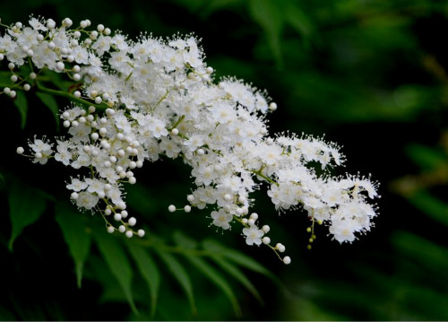 珍珠梅养几年开花?珍珠梅不开花可能是这些原因导致的