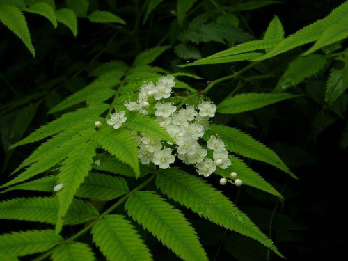 珍珠梅养几年开花?珍珠梅不开花可能是这些原因导致的