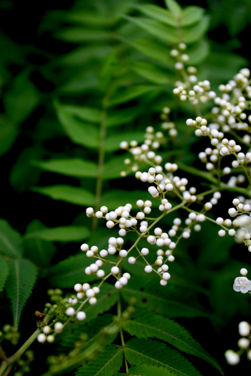 珍珠梅养几年开花?珍珠梅不开花可能是这些原因导致的