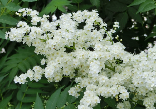 珍珠梅如何播种方法步骤图 手把手教你播种漂亮的珍珠梅