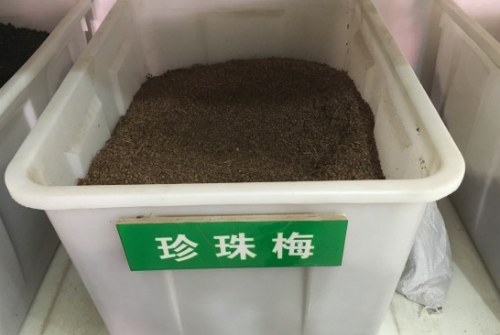 珍珠梅如何播种方法步骤图 手把手教你播种漂亮的珍珠梅