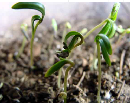 珍珠梅如何播种方法步骤图 手把手教你播种漂亮的珍珠梅