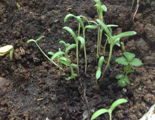 珍珠梅如何播种方法步骤图 手把手教你播种漂亮的珍珠梅